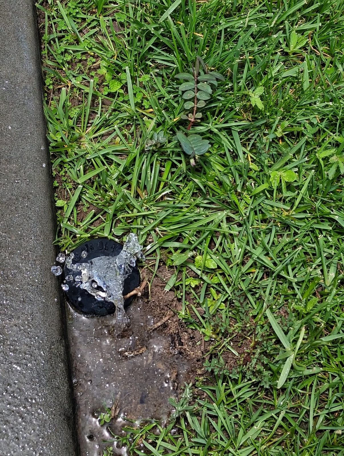 Sunken sprinkler head that won't pop up, sitting in a soggy patch along a concrete edge